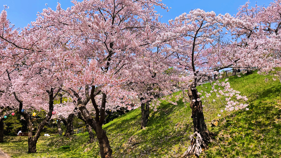 2024年4月28日 函館公園の桜
